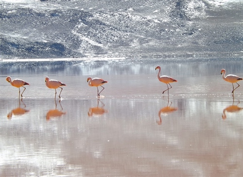 Immagine con acqua, fenicotteri, rosa, lago, riflessi, uccelli, fila, trampolieri, neve, animali, riflesso