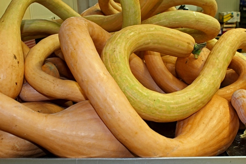 Immagine con zucche, curve, giallo, arancione, verde, cibo, ortaggio, verdure, zucchine, autunno, ortaggi, mercato