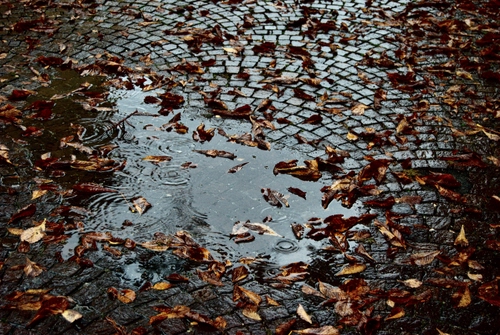 Immagine con foglie, pozzanghera, autunno, acqua, pioggia, strada, porfido, secche