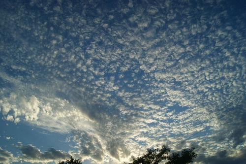 Immagine con nuvole, cielo, azzurro, bianco, alberi, pecorelle, celeste, rami