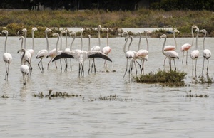 acqua, fenicotteri, uccelli, ali, stagno, zampe, animali, lago, rosa