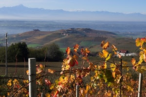 panorama, vite, foglie, collina, autunno, viti, colline, paesaggio, campi, vigna, campagna, pali, giallo