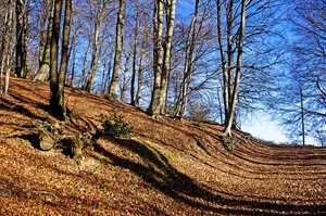 alberi, foglie, bosco, autunno, rami, ombre, cielo, strada, tronchi