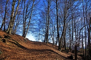 alberi, sentiero, bosco, foglie, cielo, rami, inverno, azzurro, terreno