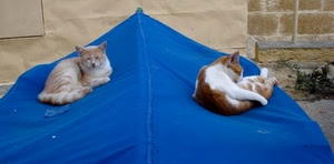 gatti, blu, due, muro, telo, animali, zampe, bianco, tenda, azzurro