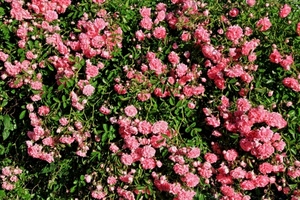 fiori, rosa, verde, foglie, natura, petali, rose, giardino, siepe, aiuola