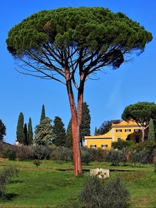 prato, albero, pino, alberi, casa, verde, villa, parco, giardino