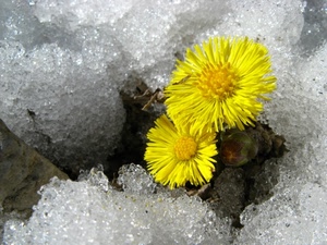 fiori, giallo, ghiaccio, neve, due, petali, inverno, bianco, fiore, freddo, natura, gialli, corolla, brina, pistilli