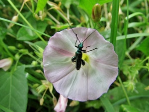 fiore, insetto, foglie, verde, antenne, erba, bianco, animale