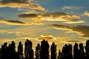 alberi, nuvole, cielo, tramonto, controluce, giallo, azzurro, silhouette, luce, fila