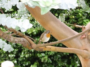 rami, uccello, foglie, albero, verde, pettirosso, animale, bianco, volatile, piume, siepe, coda, rosso, fiori, uccellino