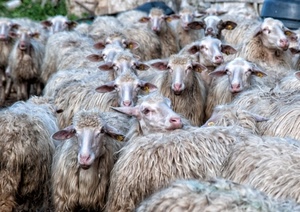 lana, pecore, gregge, orecchie, musi, animali, bianco, occhi